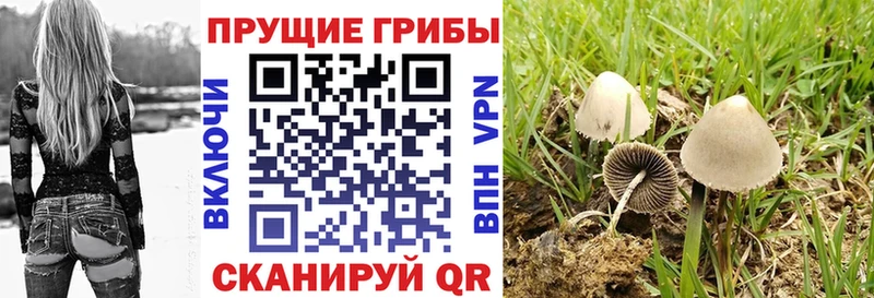 как найти наркотики  Горняк  Галлюциногенные грибы прущие грибы 